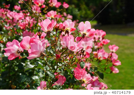 半八重のピンク色が美しいバラ 40714179