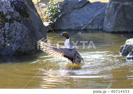 水しぶきをあげて羽ばたくオナガガモの雄 水しぶきをあげて羽ばたくオナガガモの雄 40714355