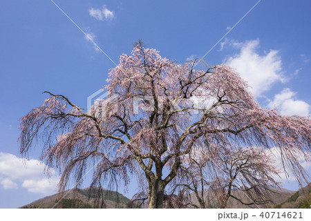 白津のしだれ桜 40714621