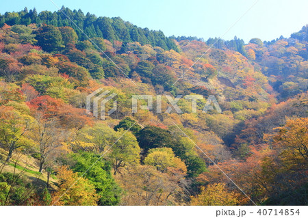 世界遺産 吉野山 紅葉 世界遺産 吉野山 紅葉 40714854