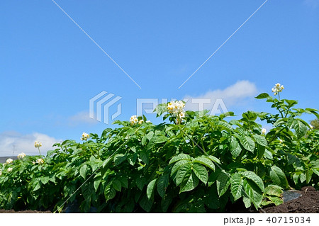 ジャガイモ畑 ジャガイモ畑 40715034