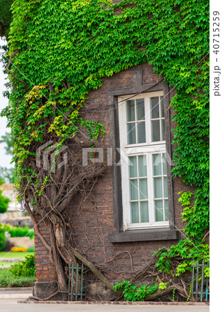 dense green vine on the building close-up 40715259