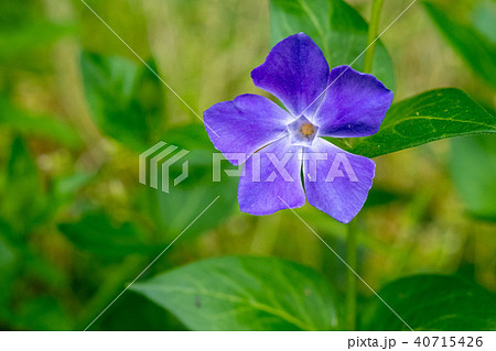 蔓性で紫色の花を咲かせる蔓日々草の写真素材