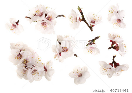 Branch with apricot flowers isolated on white background. Top view. Flat lay. Set or collection 40715441