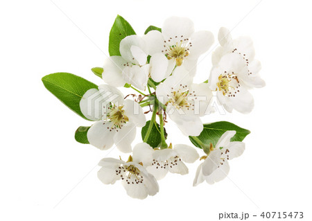 Branch with pear flowers isolated on white background. Top view. Flat lay Branch with pear flowers isolated on white background. Top view. Flat lay 40715473