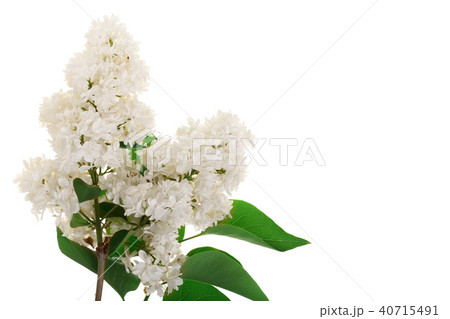 light lilac flowers, branches and leaves isolated on white background with copy space for your text light lilac flowers, branches and leaves isolated on white background with copy space for your text 40715491