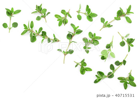 Fresh thyme spice isolated on white background with copy space for your text. Top view. Flat lay 40715531