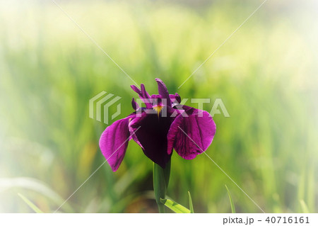 花菖蒲　Iris 40716161
