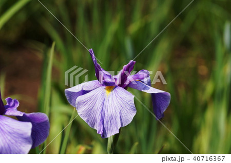 花菖蒲　Iris 40716367