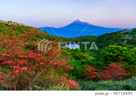 (静岡県)山ツツジ咲く、箱根玄岳から望む富士山 (静岡県)山ツツジ咲く、箱根玄岳から望む富士山 40716695