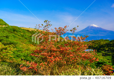 (静岡県)山ツツジ咲く、箱根玄岳から望む富士山 (静岡県)山ツツジ咲く、箱根玄岳から望む富士山 40716709