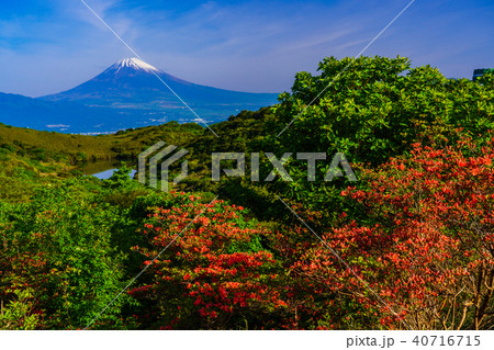 （静岡県）山ツツジ咲く、箱根玄岳から望む富士山 40716715