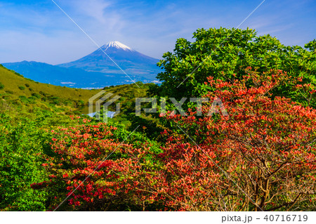 (静岡県)山ツツジ咲く、箱根玄岳から望む富士山 (静岡県)山ツツジ咲く、箱根玄岳から望む富士山 40716719