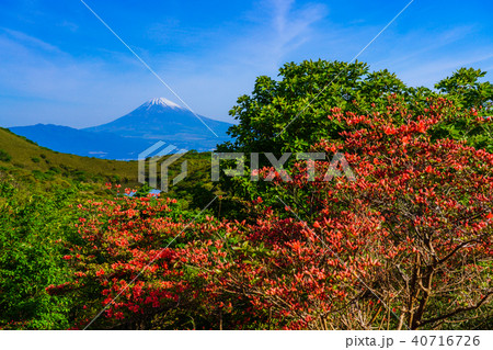 (静岡県)山ツツジ咲く、箱根玄岳から望む富士山 (静岡県)山ツツジ咲く、箱根玄岳から望む富士山 40716726