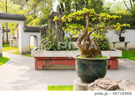 Bonsai trees in a Chengdu park 40716868