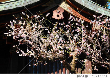 本殿の横で咲く梅の花 40716871