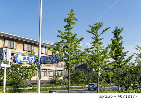 京都 川端松原 案内 看板 京都 川端松原 案内 看板 40718177