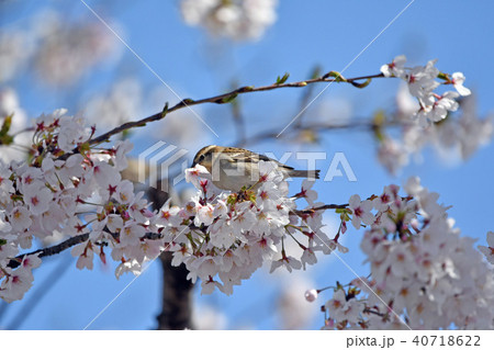 桜とニュウナイスズメ 40718622