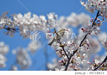 桜とニュウナイスズメ 40718623