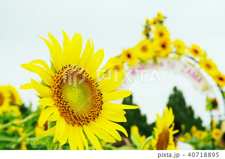 座間ひまわりまつり 座間ひまわりまつり 40718895