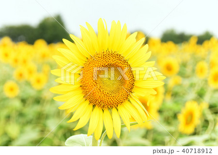 ひまわり 40718912