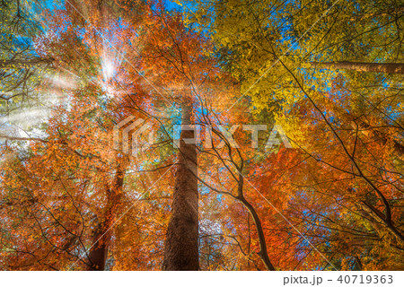 multi color trees in the autumn forest 40719363