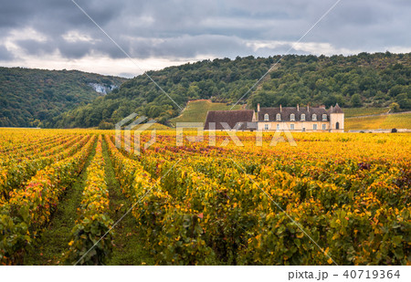 Chateau with vineyards in the autumn season 40719364