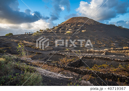 Vineyards in La Geria, Lanzarote, Canary Islands Vineyards in La Geria, Lanzarote, Canary Islands 40719367