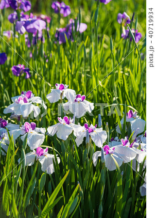 花菖蒲のイメージ	 40719934