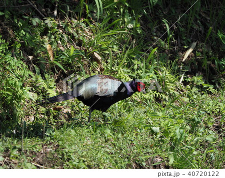 キジ・雄 40720122