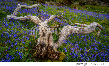 Rannerdale Bluebells 40720746