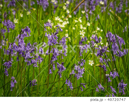 Scottish Bluebells 40720747