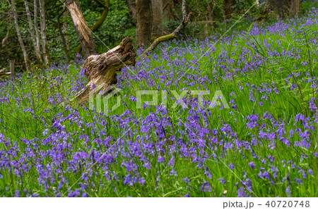 Scottish Bluebells 40720748