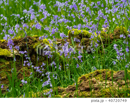 Scottish Bluebells 40720749