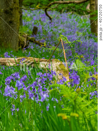 Scottish Bluebells 40720750