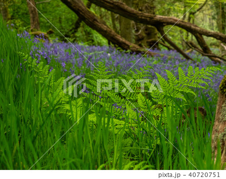 Scottish Bluebells Scottish Bluebells 40720751