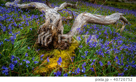Rannerdale Bluebells in England 40720752