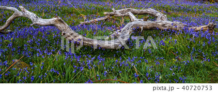 Rannerdale Bluebells in Lake District 40720753