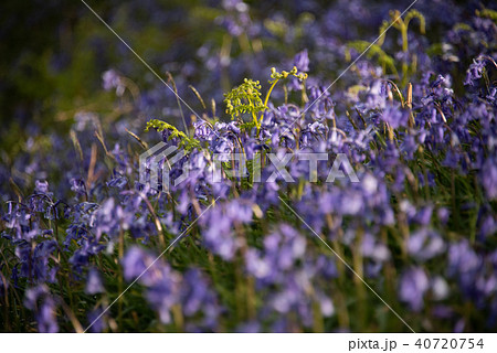 Scottish Bluebells 40720754