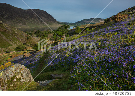 Bluebells in English Lake District 40720755