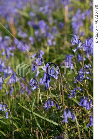 Scottish Bluebells 40720780