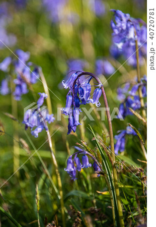 Scottish Bluebells 40720781