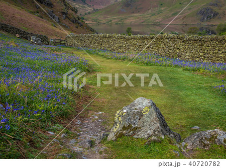 Rannerdale Bluebells in Lake District 40720782