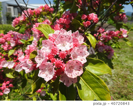 カルミア(アメリカシャクナゲ)の花 カルミア(アメリカシャクナゲ)の花 40720843