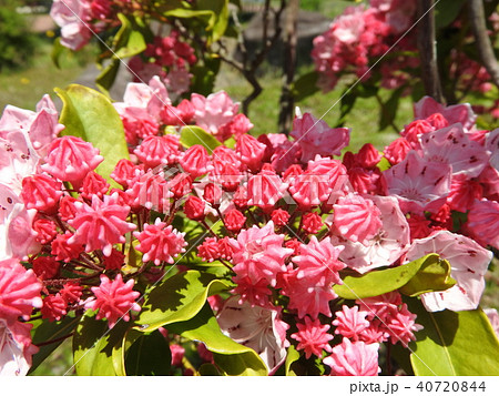 カルミア(アメリカシャクナゲ)の花:つぼみ カルミア(アメリカシャクナゲ)の花:つぼみ 40720844