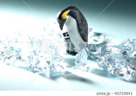 ペンギンの親子 ペンギンの親子 40720941