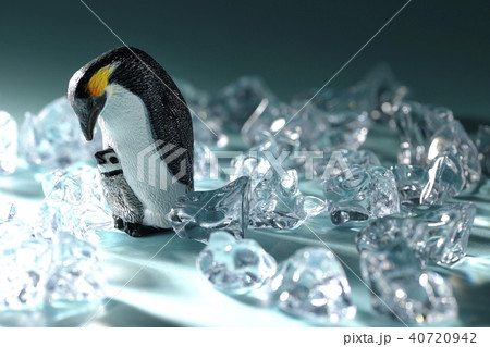 ペンギンの親子 40720942