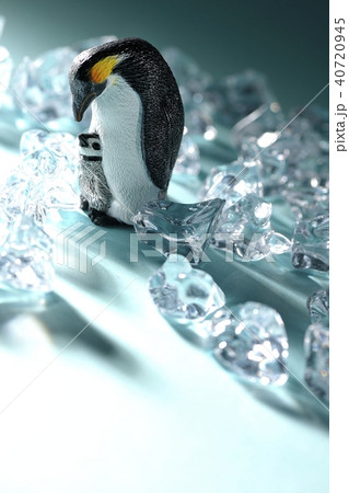 ペンギンの親子 ペンギンの親子 40720945