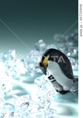 ペンギンの親子 40720946