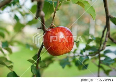 りんご(津軽) りんご(津軽) 40720993